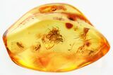 Fossil Dark-Winged Fungus Gnat Swarm (Sciaridae) In Baltic Amber #357825-1